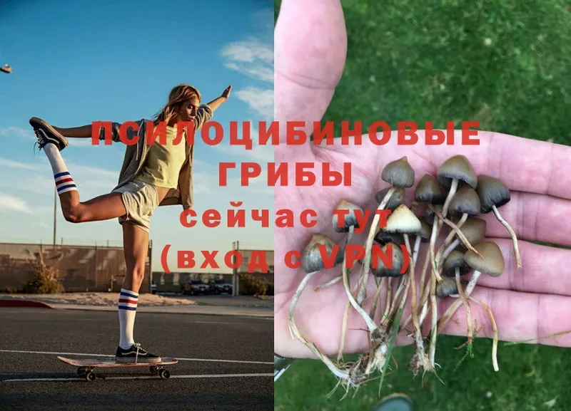 MEGA ссылки  Вихоревка  Галлюциногенные грибы MAGIC MUSHROOMS 